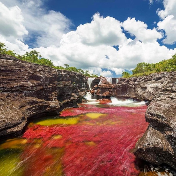 The colorful river called Cano Cristales in Colombia changes its color thanks to a plant called macarenia clavigera.