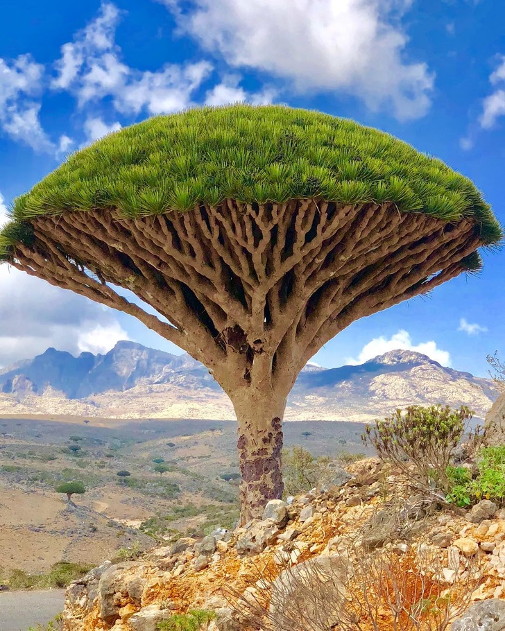 Socotra Island in Yemen is famous for its surreal Dragon’s Blood Trees.
