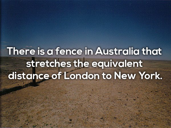 sky - There is a fence in Australia that stretches the equivalent distance of London to New York.