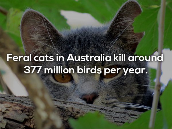 whiskers - Feral cats in Australia kill around 377 million birds per year.