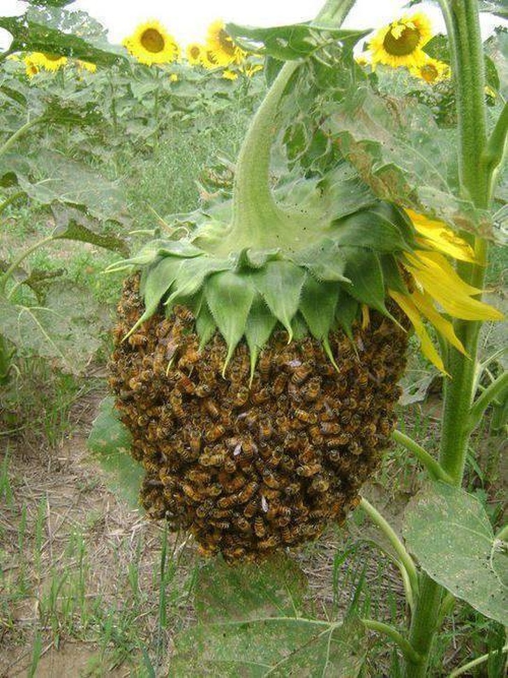nature bee swarm on sunflower