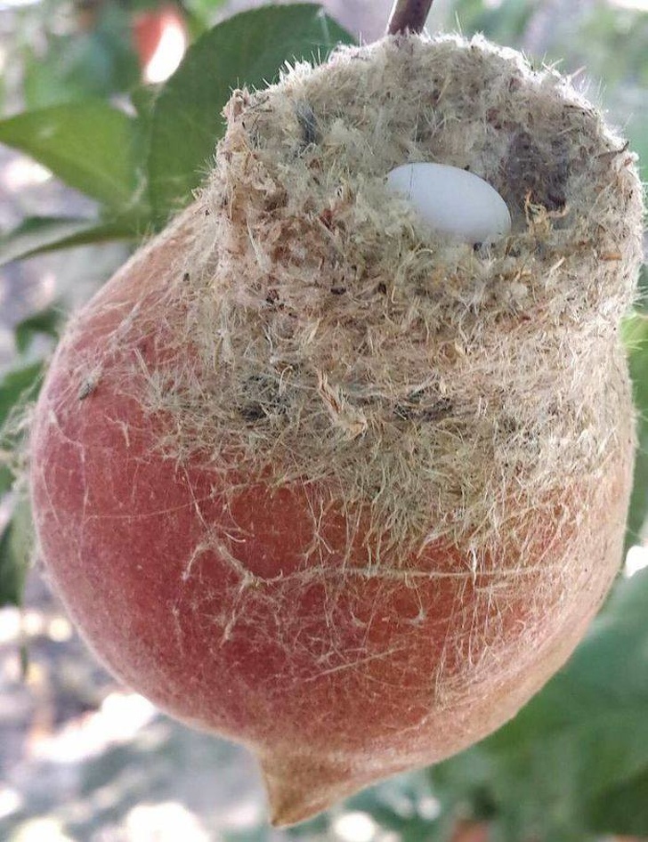 nature hummingbird nest on top of a peach