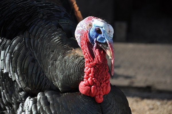 Snood: the fleshy thing around the neck of a turkey.