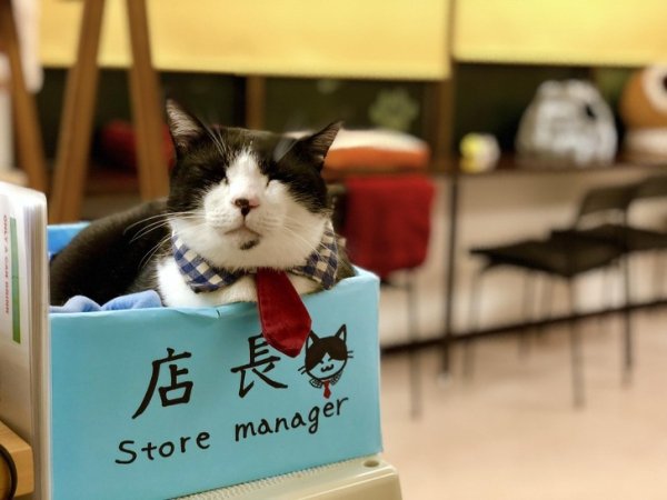 The manager of this Japanese cat cafe greets guests and I’m willing to be a loyal customer today.