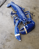 A one in a million blue lobster (that was set free)