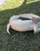 An albino crocodile