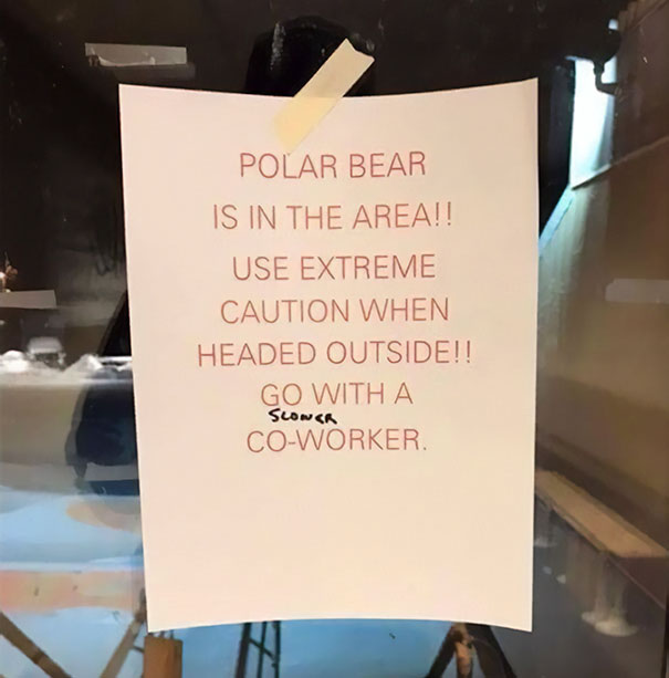 prudhoe bay meme - Polar Bear Is In The Area!! Use Extreme Caution When Headed Outside!! Go With A CoWorker Scons