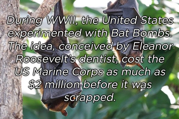 strange facts about the world - During Wwii, the United States experimented with Bat Bombs. The idea, conceived by Eleanor Roosevelt's dentist, cost the Us Marine Corps as much as $2 million before it was scrapped.