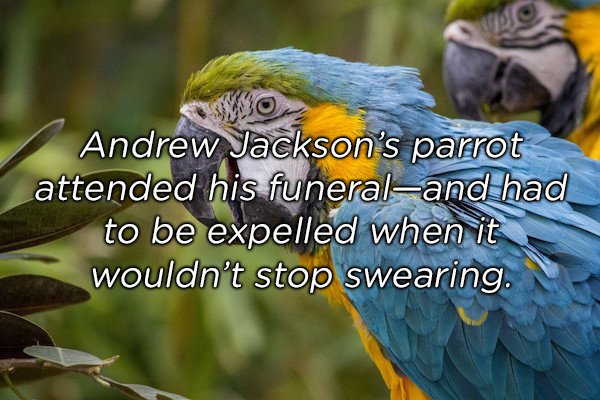 prettiest parrots - Andrew Jackson's parrot attended his funeraland had to be expelled when it wouldn't stop swearing.
