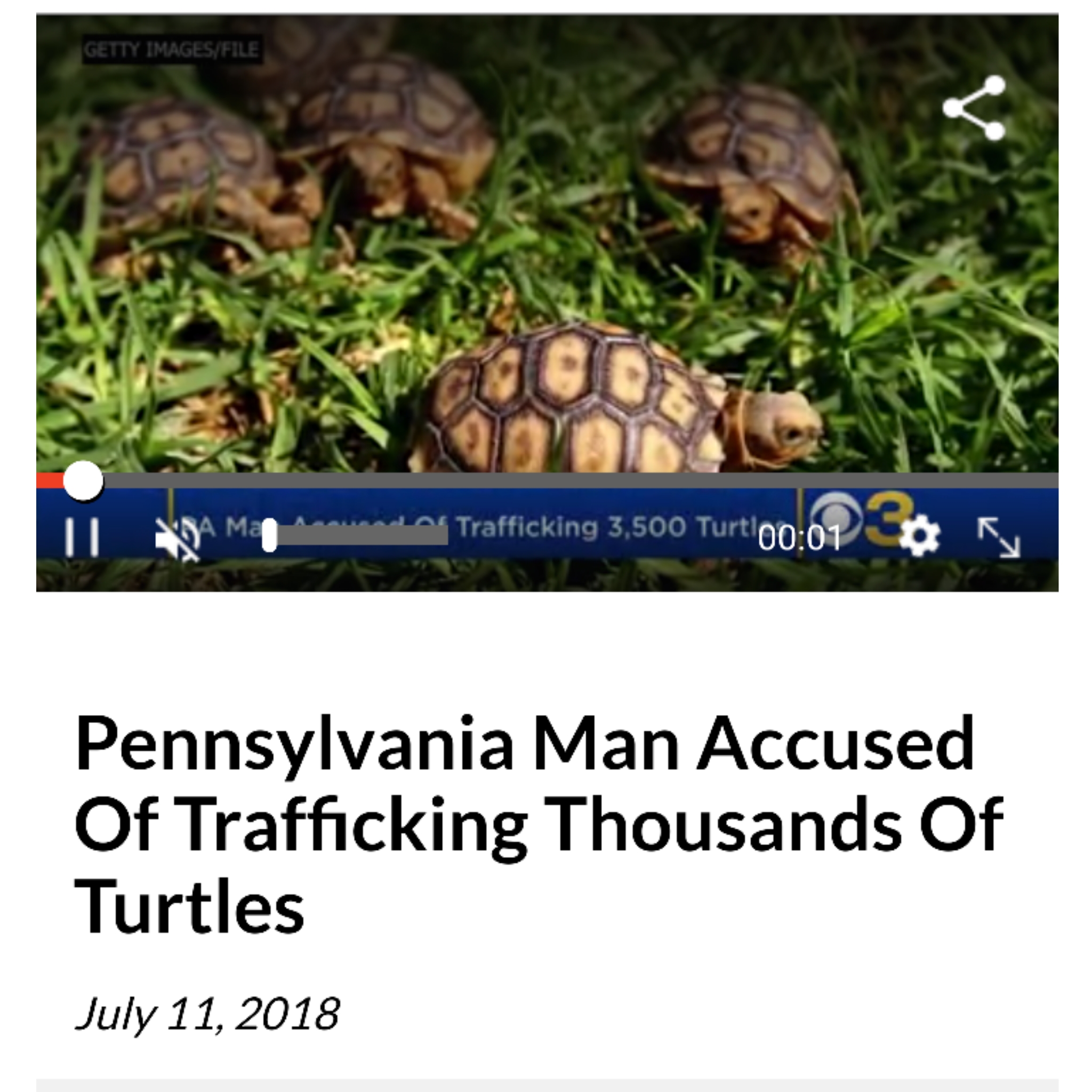 tortoise - Trafficking 3,500 Turtl Pennsylvania Man Accused Of Trafficking Thousands of