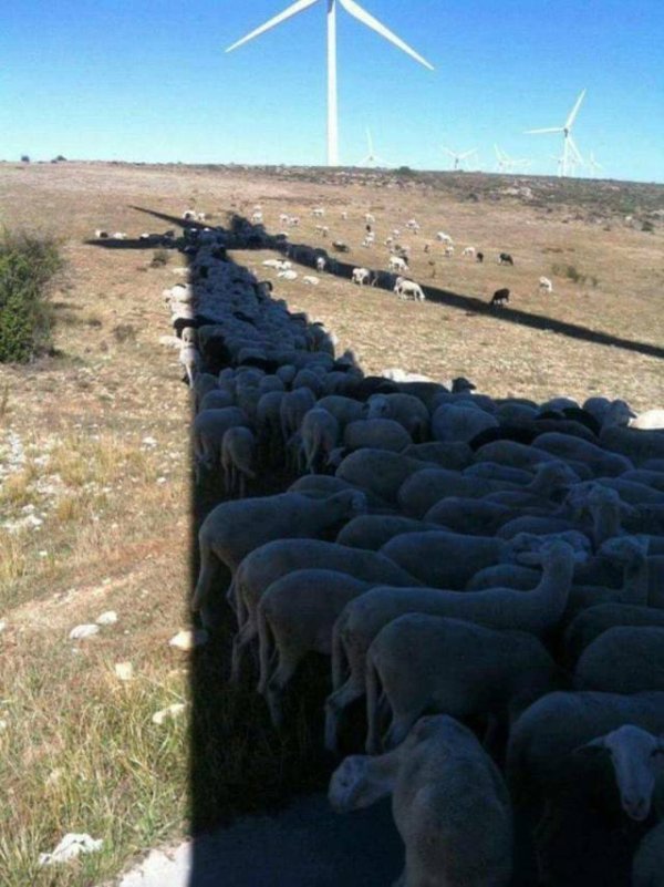 sheep in shadow of wind turbine