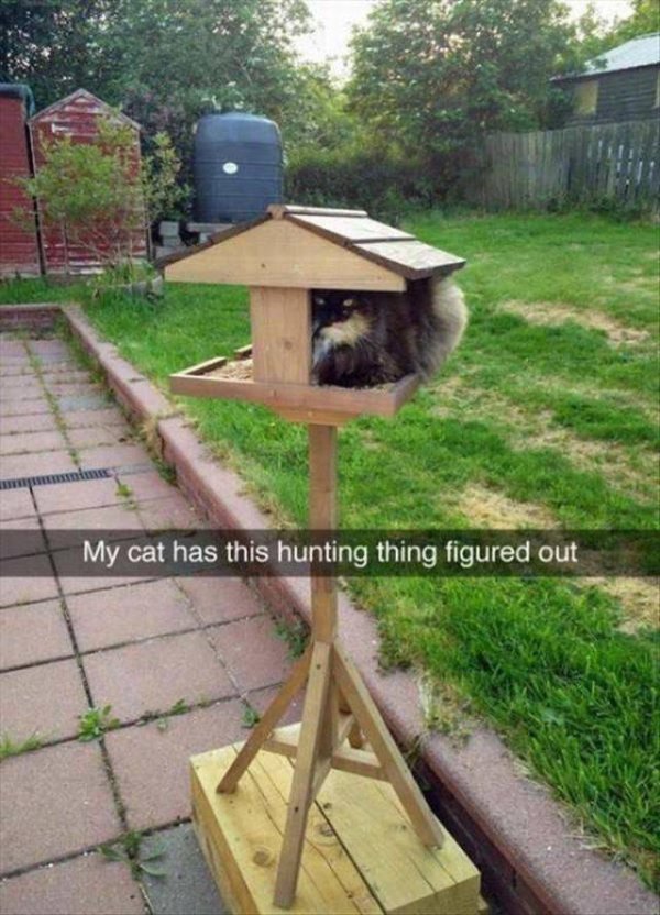 Internet meme - My cat has this hunting thing figured out