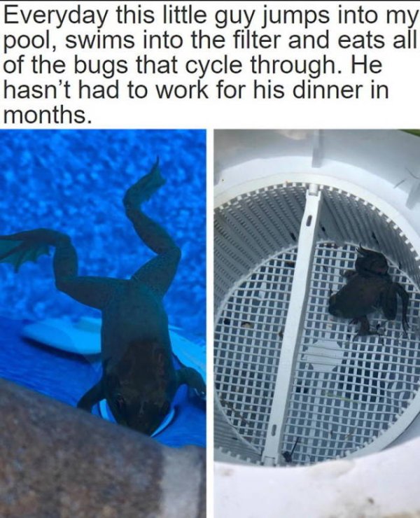 water - Everyday this little guy jumps into my pool, swims into the filter and eats all of the bugs that cycle through. He hasn't had to work for his dinner in months