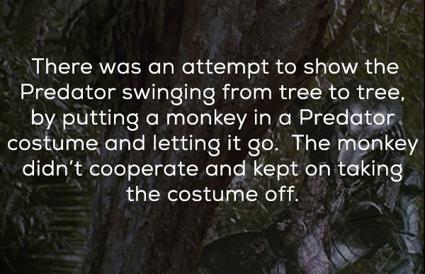 predator facts - There was an attempt to show the Predator swinging from tree to tree, by putting a monkey in a Predator costume and letting it go. The monkey didn't cooperate and kept on taking the costume off.