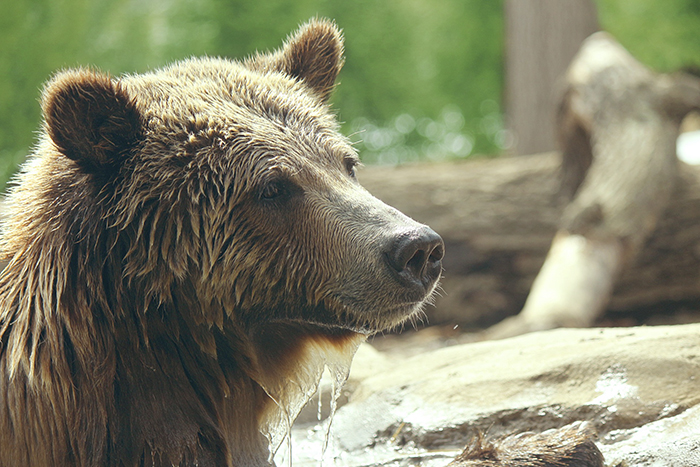 "If it's brown lie down, if it's black fight back, if it's white you're f**ked. For bear encounters. I've met so many casual hikers in bear country with no idea there are bears in the same woods as them."