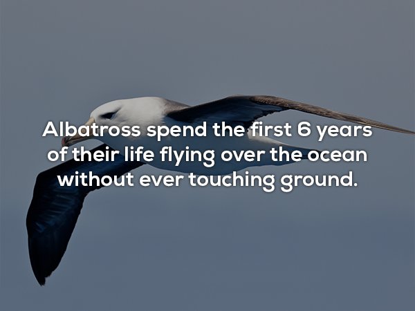 wtf facts - sky - Albatross spend the first 6 years of their life flying over the ocean without ever touching ground.