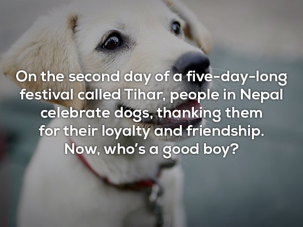wtf facts - photo caption - On the second day of a fivedaylong festival called Tihar, people in Nepal celebrate dogs, thanking them for their loyalty and friendship. Now, who's a good boy?