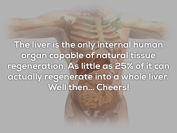 wtf facts - shoulder - The liver is the only internal human organ capable of natural tissue regeneration. As little as 25% of it can actually regenerate into a whole liver. Well then... Cheers!