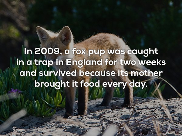 wtf facts - fox in french - In 2009, a fox pup was caught in a trap in England for two weeks and survived because its mother brought it food every day.