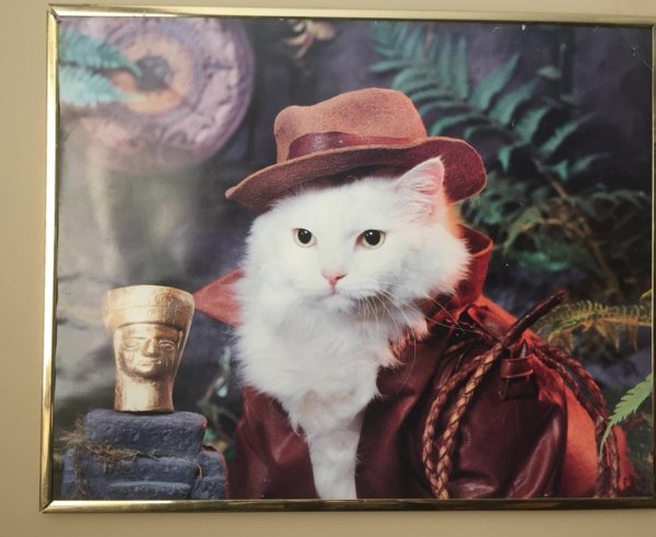 archaeologist cat