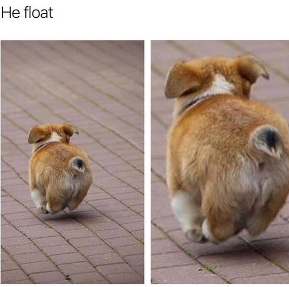 animal memes - He float