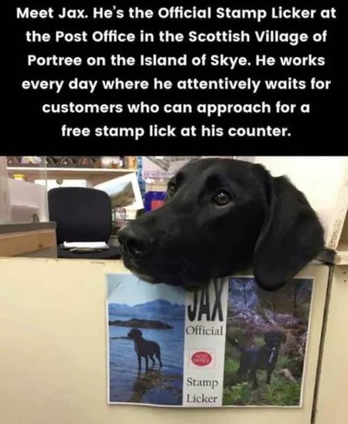 official stamp licker - Meet Jax. He's the Official Stamp Licker at the Post Office in the Scottish Village of Portree on the Island of Skye. He works every day where he attentively waits for customers who can approach for a free stamp lick at his counter