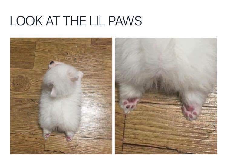 wholesome pics wholesome rat meme - Look At The Lil Paws
