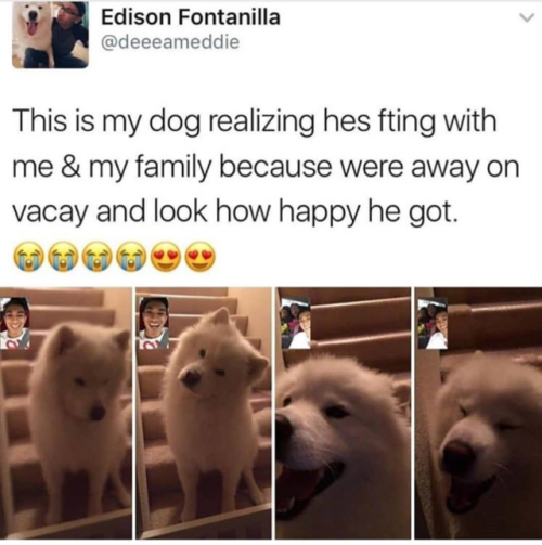 photo caption - Edison Fontanilla This is my dog realizing hes fting with me & my family because were away on vacay and look how happy he got.