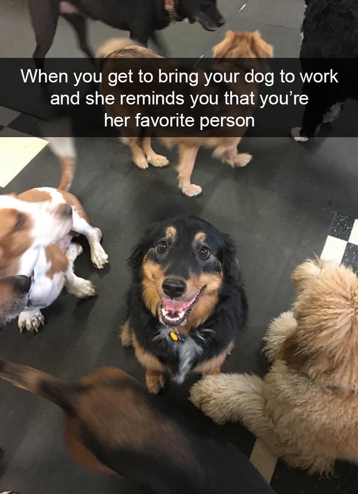 funny dog snapchats - When you get to bring your dog to work and she reminds you that you're her favorite person