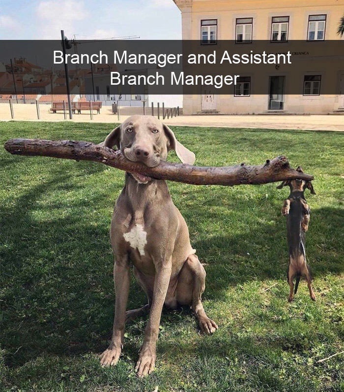 hilarious dog - Branch Manager and Assistant Branch Manager