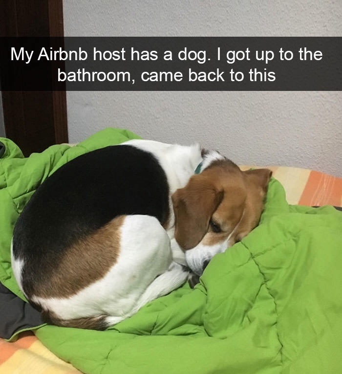 air bnb dog meme - My Airbnb host has a dog. I got up to the bathroom, came back to this