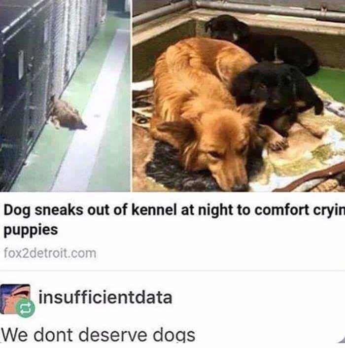 dogs are better than humans - Dog sneaks out of kennel at night to comfort cryin puppies fox2detroit.com insufficientdata We dont deserve dogs