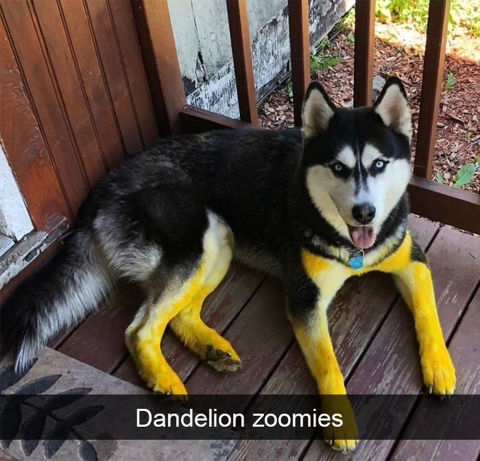 dandelion zoomies - Dandelion zoomies