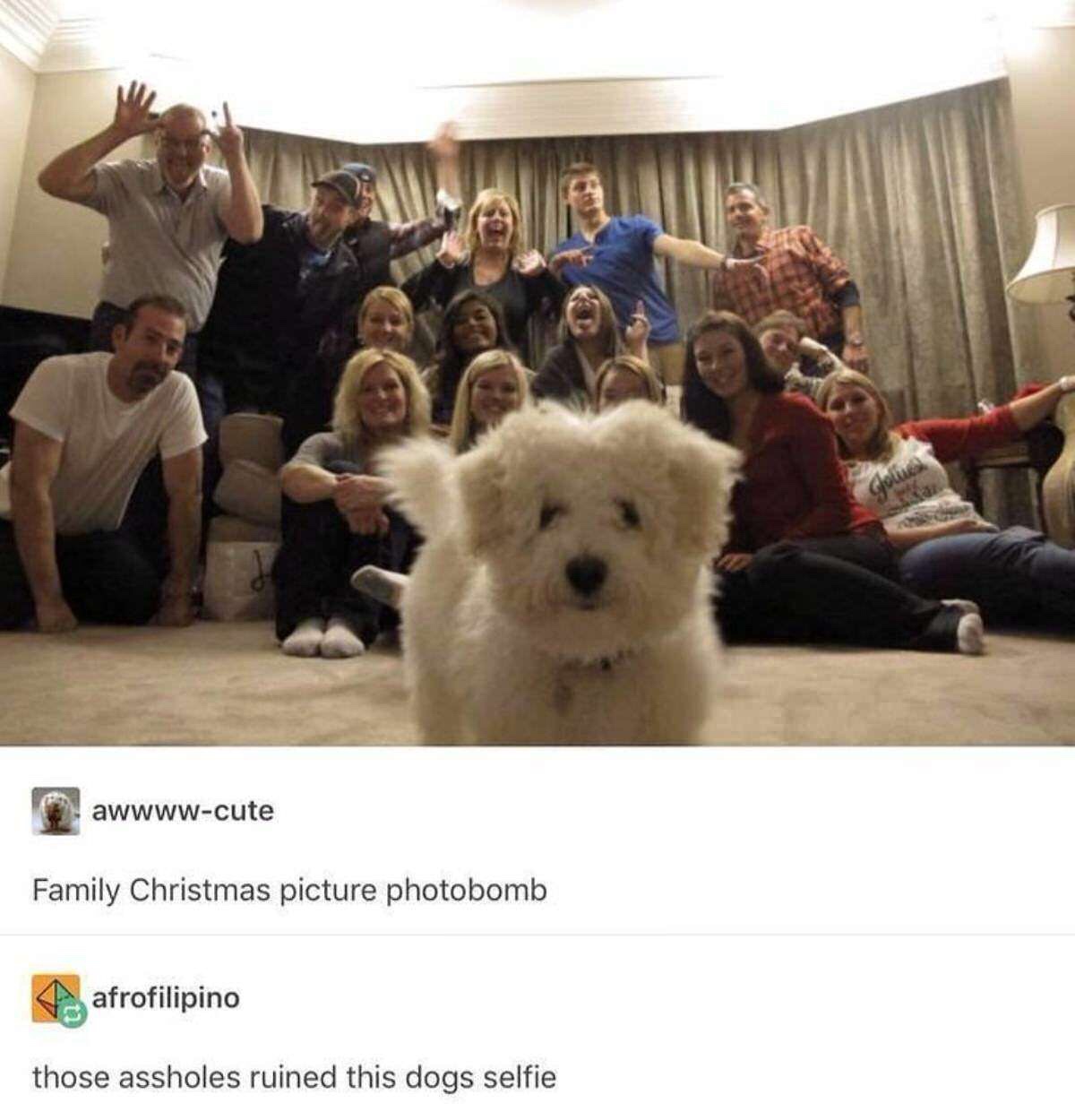 cutest photo bomb - awwwwcute Family Christmas picture photobomb A afrofilipino those assholes ruined this dogs selfie