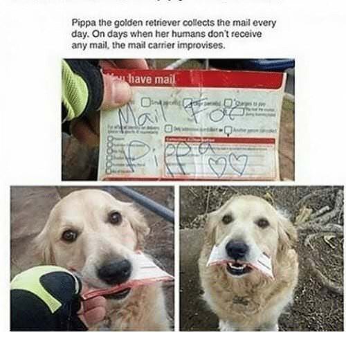 wholesome dog - Pippa the golden retriever collects the mail every day. On days when her humans don't receive any mail, the mail carrier improvises. chave mail