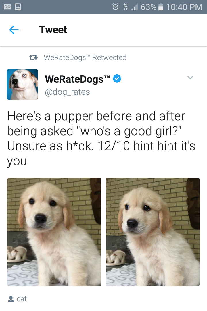 cute animal memes clean - O 63% Tweet t7 WeRateDogs Retweeted WeRateDogs Here's a pupper before and after being asked "who's a good girl?" Unsure as hck. 1210 hint hint it's you cat