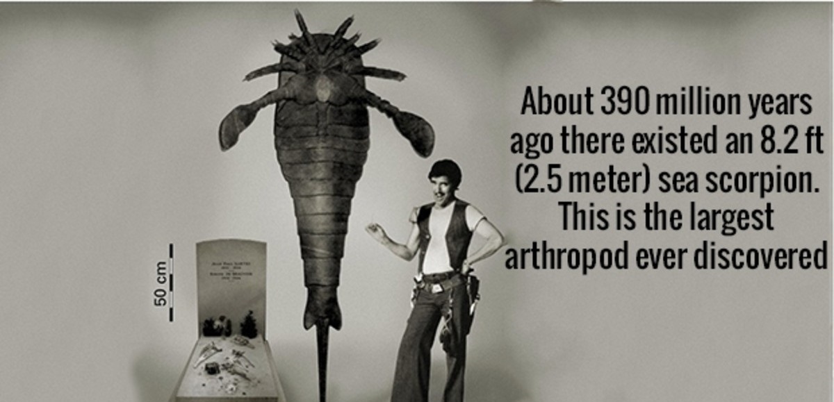 biggest eurypterid - About 390 million years ago there existed an 8.2 ft 2.5 meter sea scorpion. This is the largest arthropod ever discovered 50 cm