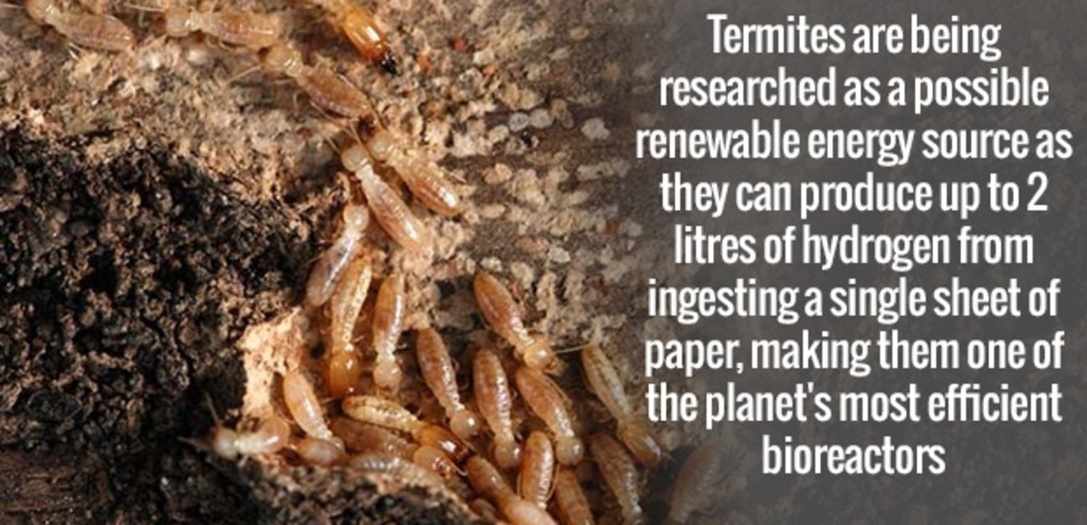 soil - Termites are being researched as a possible renewable energy source as they can produce up to 2 litres of hydrogen from ingesting a single sheet of paper, making them one of the planet's most efficient bioreactors