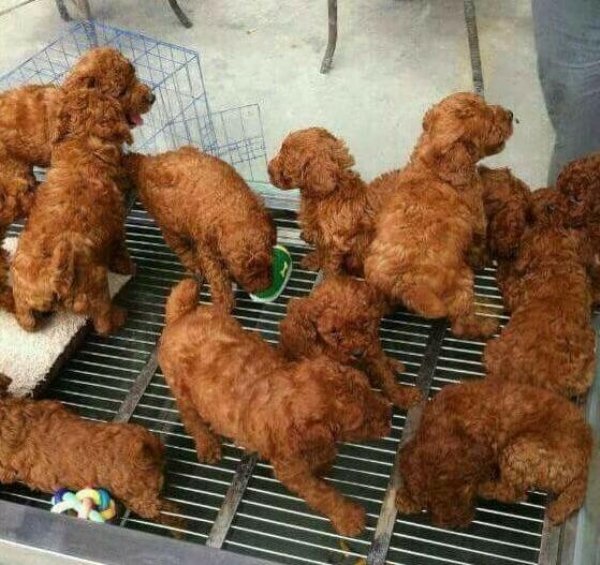 puppies look like fried chicken