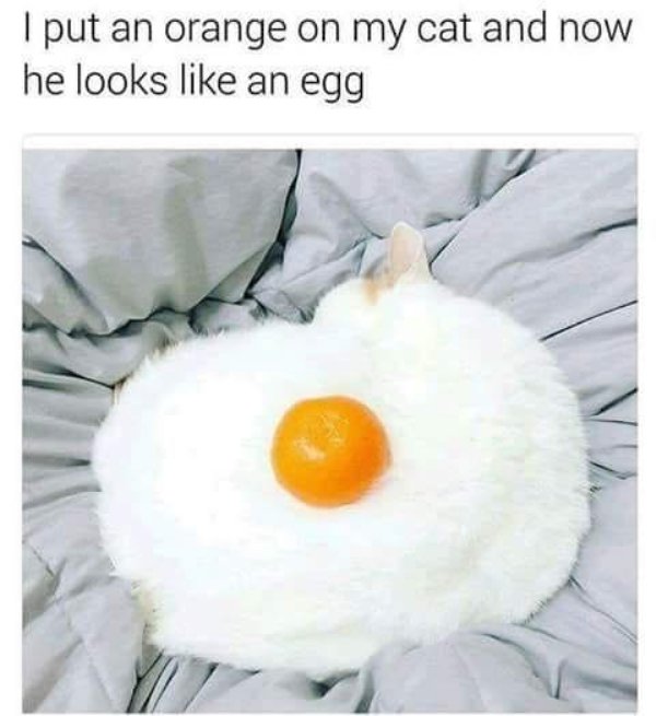 cute dank memes - I put an orange on my cat and now he looks an egg