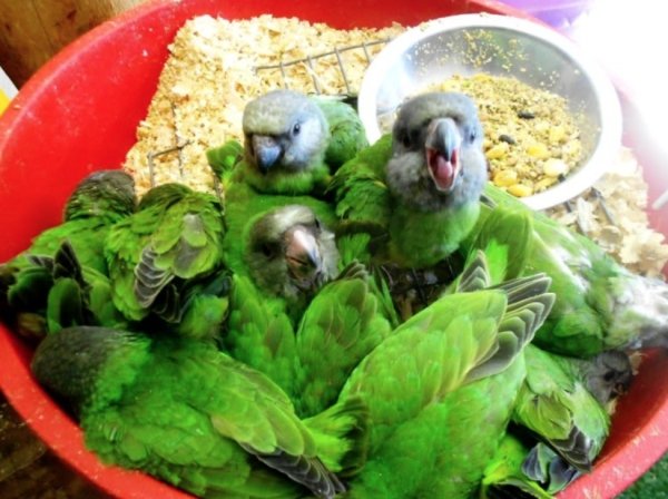 parrot salad