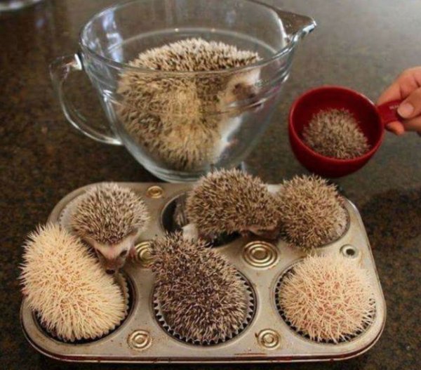 hedgehog cupcakes