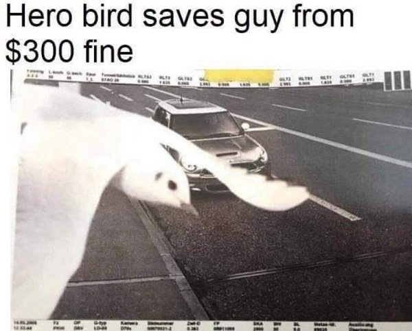 hero bird saves guy from $300 fine - Hero bird saves guy from $300 fine 18 them
