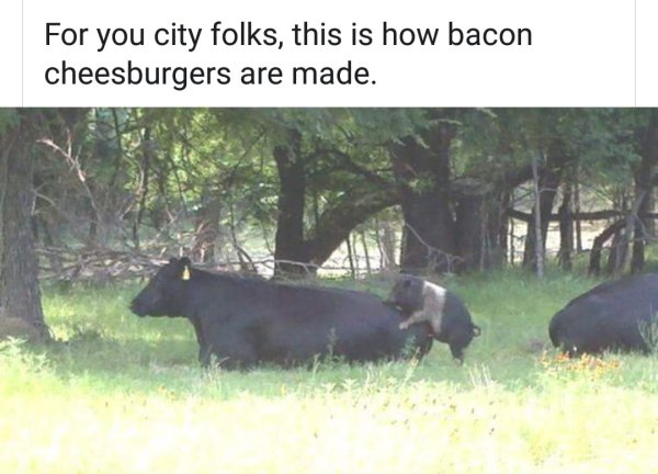 make a bacon cheeseburger - For you city folks, this is how bacon cheesburgers are made.