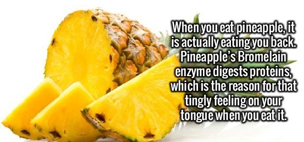 When you eat pineapple, it is actually eating you back Pineapple's Bromelain enzyme digests proteins, which is the reason for that tingly feeling on your tongue when you eat it.