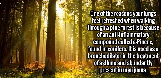 Pine forest walk - One of the reasons your lungs feel refreshed when walking through a pine forest is because of an antiinflammatory compound called aPinene, found in conifers. It is used as a bronchodilator in the treatment of asthma and abundantly prese