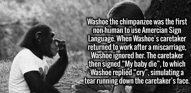 friendship - Washoe the chimpanzee was the first nonhuman to use Amercian Sign Language. When Washoe's caretaker returned to work after a miscarriage, Washoe ignored her. The caretaker then signed My baby die", to which Washoe replied cry", simulating a t