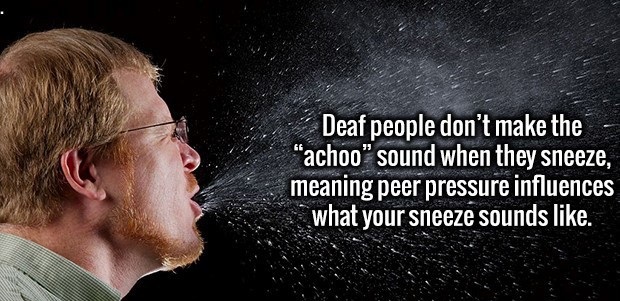 sneeze droplets - Deaf people don't make the "achoo" sound when they sneeze, meaning peer pressure influences what your sneeze sounds .