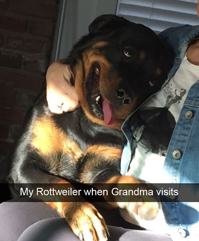 hilarious dog - My Rottweiler when Grandma visits