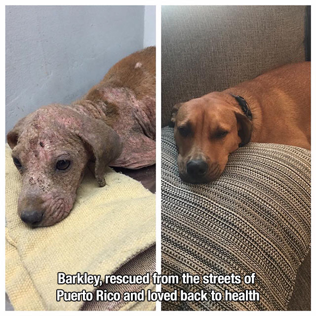 Animal - Ettosobe Barkley, rescued from the streets of Puerto Rico and loved back to health